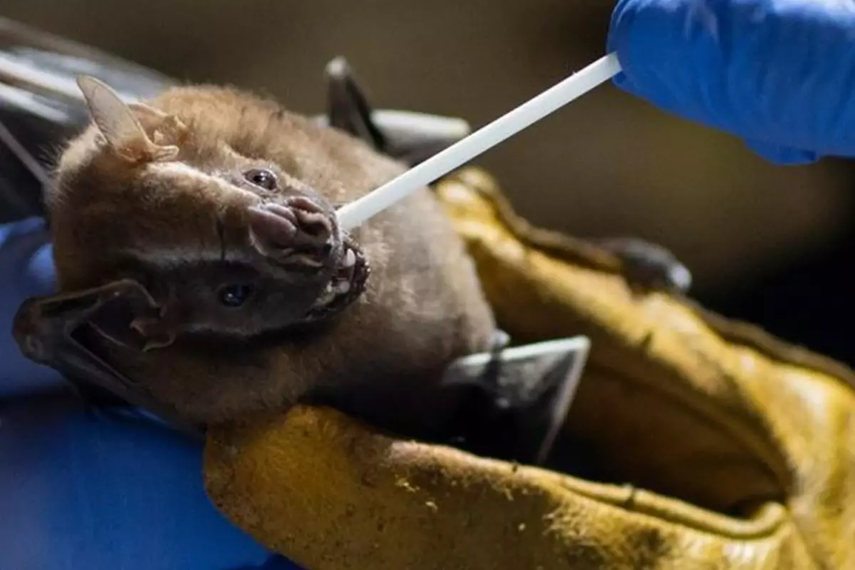 Dünyayı bekleyen yeni tehlike: Çin'de Covid-19'a benzer yarasa virüsü bulundu