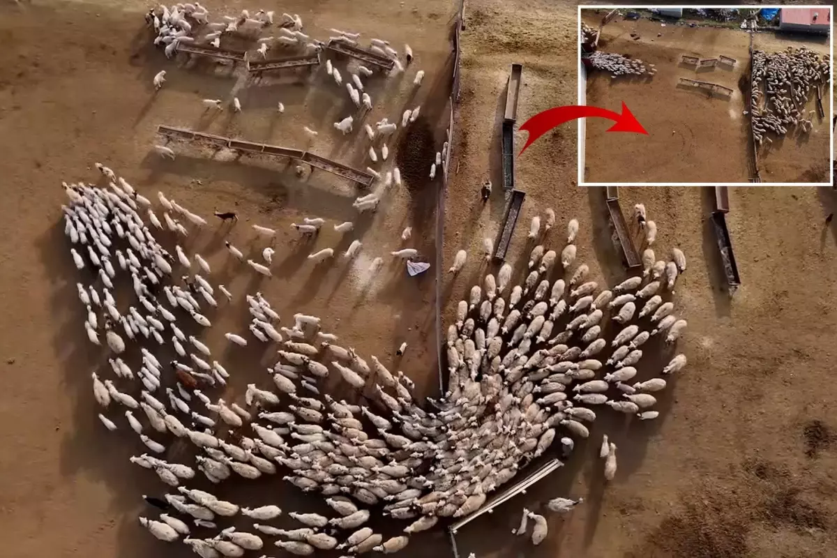 Erzincan'da koyun ve kuzuların coşkulu buluşması