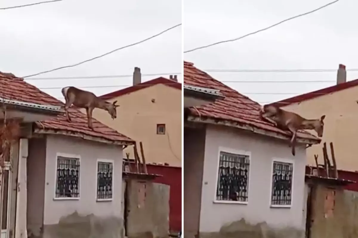 Görüntü Türkiye'den! Çatıya çıkan kızıl geyiğin acı sonu