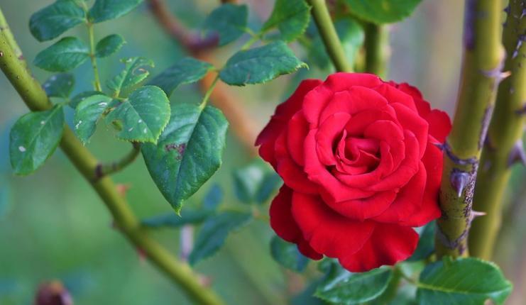 HIDIRELLEZ RİTÜELLERİ NELER, Hıdırellez'de nasıl dilek dilenir? 2025 Hıdırellez ne zaman, hangi tarihte kutlanacak?