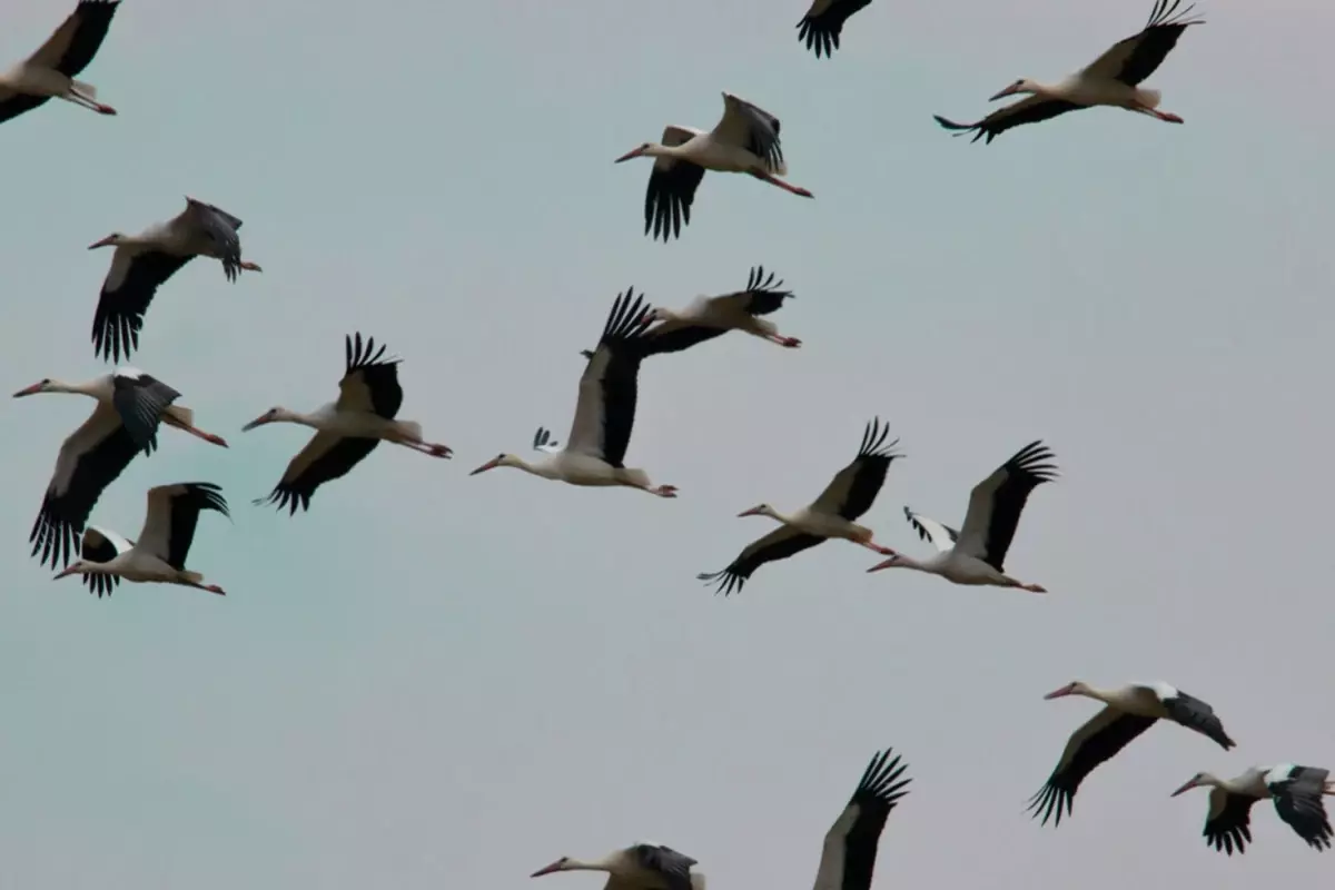 İstanbul hava sahasında 'Leylek' alarmı