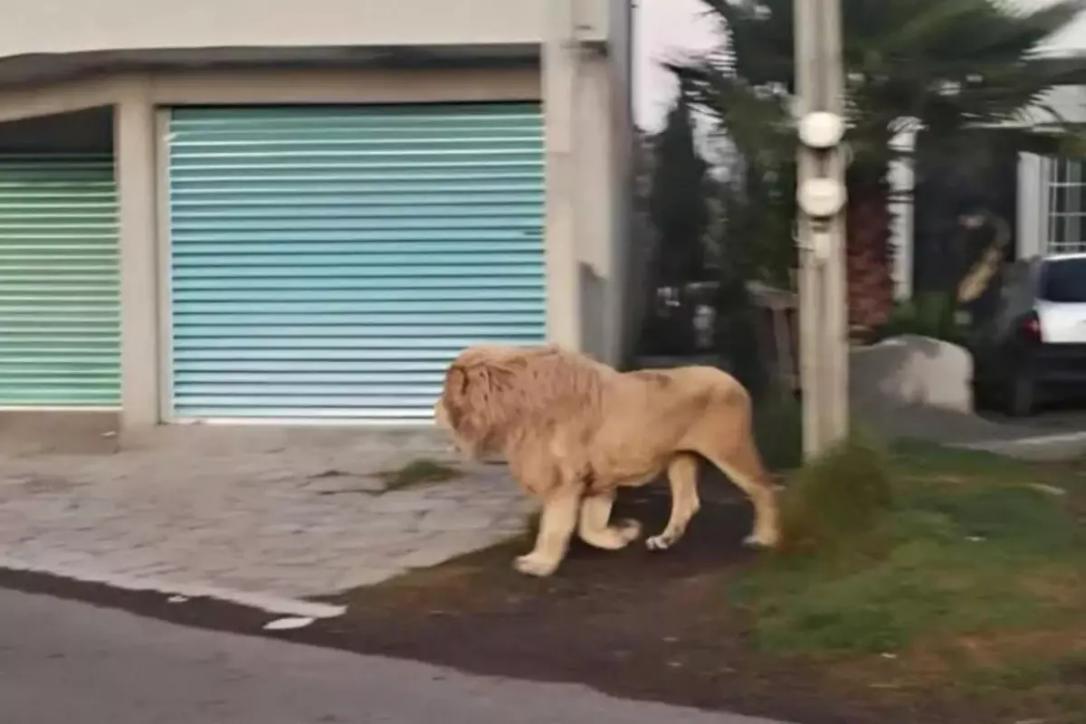 Kafesinden kaçan aslan, büyük korkuya yol açtı