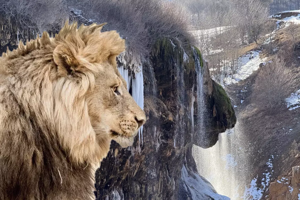 Sivas'taki şelalede doğru açıyı bulan aslanı görüyor