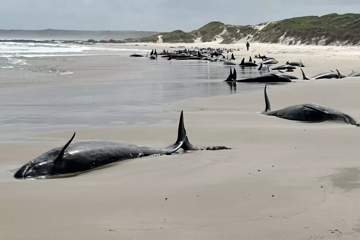 Tazmanya'da 157 yalancı katil balina kıyıya vurdu